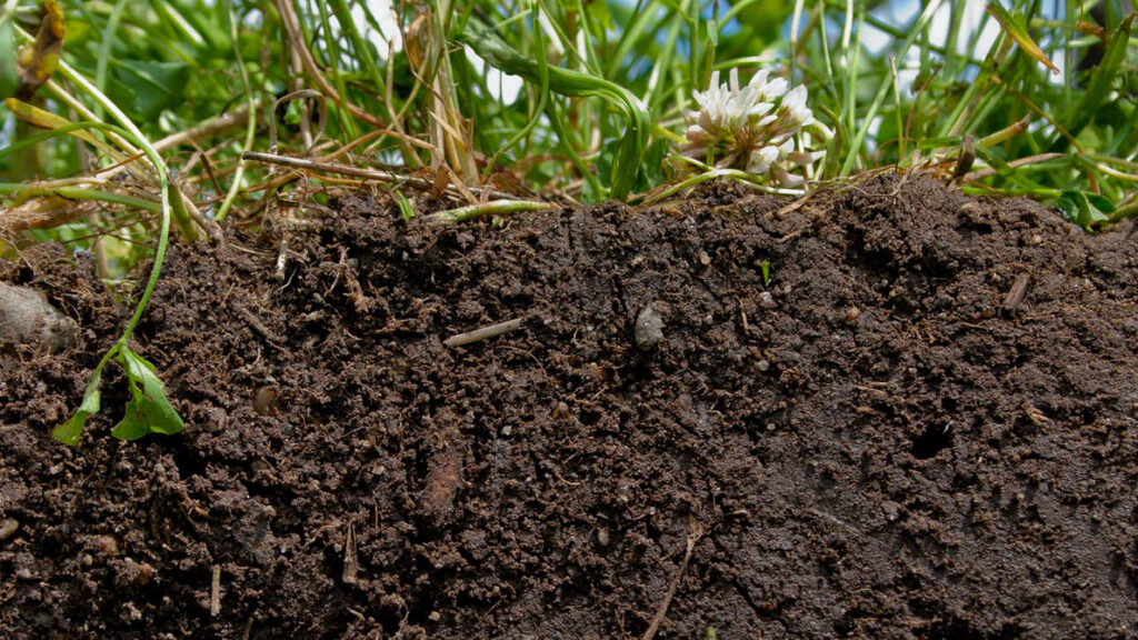 Healthy Soil