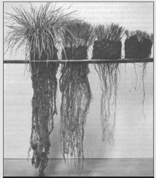 A comparison image highlighting the difference in root systems across different lengths of grass.